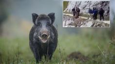 Otřesné VIDEO: Turisté shodili ze skály zraněného divočáka