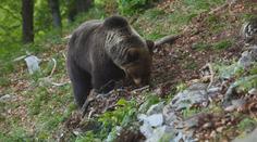 Vesnice na Slovensku má strach z medvědů. Úřady rozhodly zastřelit samce
