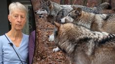 Horor na dovolené v Řecku: Turistku roztrhali divocí psi