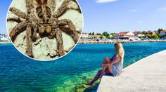 Nic pro arachnofobiky! V Chorvatsku vyfotili obří pavouky. FOTO