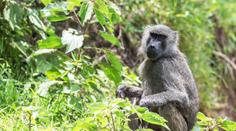 Německá zoo čelí lavině rozhořčení. Zabila 12 opic kvůli nedostatku místa