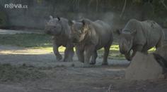 VÍKENDOVÉ PRÁZDNINY: Poznejte nová zvířata českých a moravských ZOO