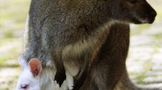 RARITA: V německé zoo se narodil bílý klokan