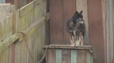 Konec řetězů a uvazování psů. Začne platit novela veterinárního zákona