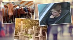 Nevysvětlitelný úhyn i nečekané vyléčení! Velké záhady roku 2018