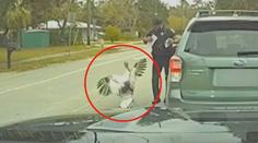 VIDEO: Policejní kontrolu přerušil agresivní krocan. Ostatní kuřata zdálky přihlížela