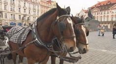 Drožkaři vs. Praha. Podle odborníků koně trpí, provozovatelé s tím nesouhlasí