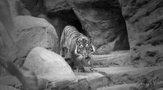 Brněnská zoo přišla o ikonickou tygřici. Rozhodli jsme se pro eutanázii, oznámila
