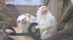VIDEO: UNIKÁT jihlavské ZOO. Odchovali malé kosmany!