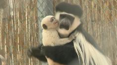 VIDEO: V maďarské zoo se narodila roztomilá opice guaréza