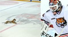 Úlet? Na ledě KHL místo hokejistů tygři. I to je klub, kde hrají Češi!