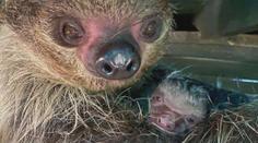 Jihlavská zoo má nový přírůstek. Narodilo se mládě lenochoda