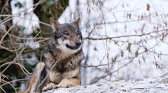 Odstřel vlků v Česku bude možný, rozhodly úřady. Plán vítají i ekologové