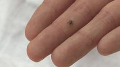 Vysoké teploty probouzí klíšťata. Pozor by si měli dát lidé i jejich mazlíčci