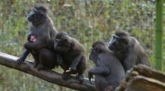 Čtyři makaky z děčínské zoo už se podařilo chytit. Dva jsou stále na útěku