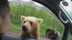 VIDEO: Medvědi žebrají na silnici