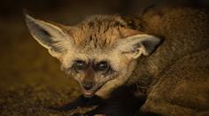 Z jihočeské zoo utekly dvě africké šelmy. Prosí o pomoc, psy je těžké odchytit