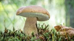 Houbařská sezóna začíná. Loňská byla nejlepší za posledních 10 let, říká mykolog
