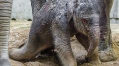 Pražská zoo slaví! Poprvé se tam narodilo slůně
