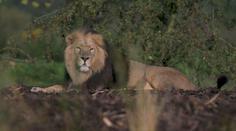 VIDEO: Vzácní lvi našli nové bydlení v chesterské ZOO