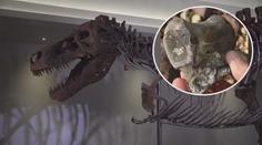 Nově objevený dinosaurus! Muž našel jeho pozůstatky na pláži