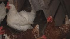 Ptačí chřipka, slintavka nebo mor prasat. Veterináři nacvičují možné situace