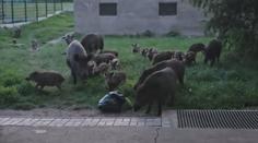 Myslivci se snaží redukovat přemnožená prasata. Někde za to dostávají i peníze