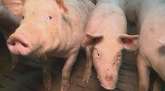 Koronavirová krize těžce doléhá na chovatele prasat, výkupní ceny klesají