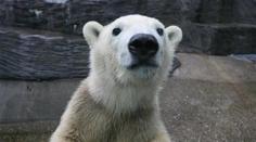 Lední medvěd ze Zoo Praha po převozu zemřel. Ředitel zuří, okolnosti jsou podezřelé
