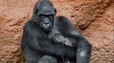 V pražské zoo se narodilo další gorilátko. Letos už druhé se stejným otcem