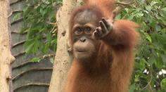 Pražská zoo hledá nového ředitele. Přihlásit se měl i bývalý ministr