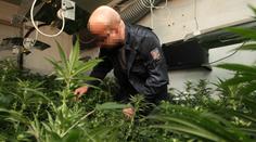 Policisté odhalili obrovskou pěstírnu konopí