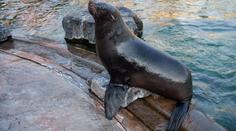 Smutek v pražské zoo. Zemřela slavná lachtaní samice Bára