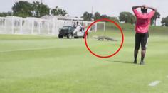 VIDEO: Fotbalistům Toronta se po trávníku proháněl aligátor