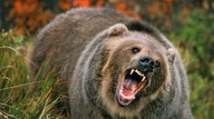 Děsivé svědectví: Lovec zázrakem přežil útoky zuřivého grizzlyho!