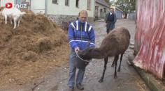 Zookoutek u nemocnice musí pryč. Osel hýkal moc hlasitě