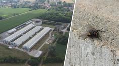 Obec bojuje s invazí much. Lidé viní nedaleký prasečák