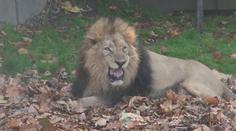 VIDEO: Asijští lvi z londýnské zoo si užívají podzim