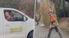 V brněnské zoo naháněli muže převlečeného za tygra. Důvod vás překvapí