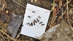 V Somálsku se šíří nová droga. Lidé tam vaří mravence, kteří žijí i v Česku