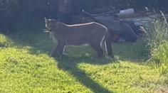 Puma je zpět v kleci. Majiteli hrozí milionová pokuta, může o šelmu i přijít