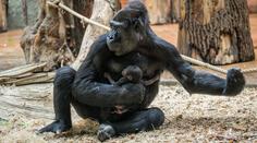 Zoo v Praze slaví narození malé gorily. Jméno navrhnou děti z Kamerunu