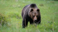 Medvěd na Slovensku napadl záchranáře. Zraněný muž musel do nemocnice