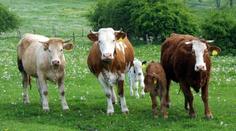 Hromadná sebevražda krav šokovala farmáře. Netuší důvod