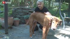Video: Fenka po Ivetě Bartošové je po operaci!