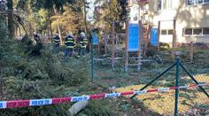 Na hřiště v Praze spadl vzrostlý strom, zraněné děti odvezla sanitka