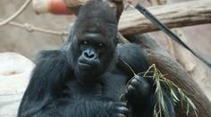 Pražská zoo otevřela velký pavilon goril. Budou spolu skupinky vycházet?