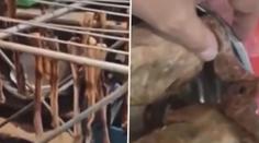 VIDEO: Tuto pekingskou kachnu byste si asi nedali. V restauraci místo ní podávali holuby z ulice