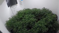 Policie dopadla gang pěstitelů marihuany. Drogu měl vyvážet i do zahraničí