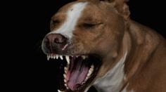 Rodiče usnuli u televize. Holčičku zatím roztrhal vzteklý pitbull